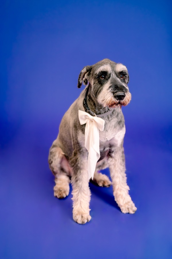 Stickley, Office Pet